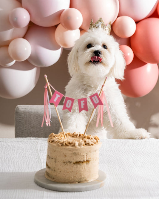 A dog sitting at a table decorated with a cake and colorful balloons, celebrating a festive occasion.