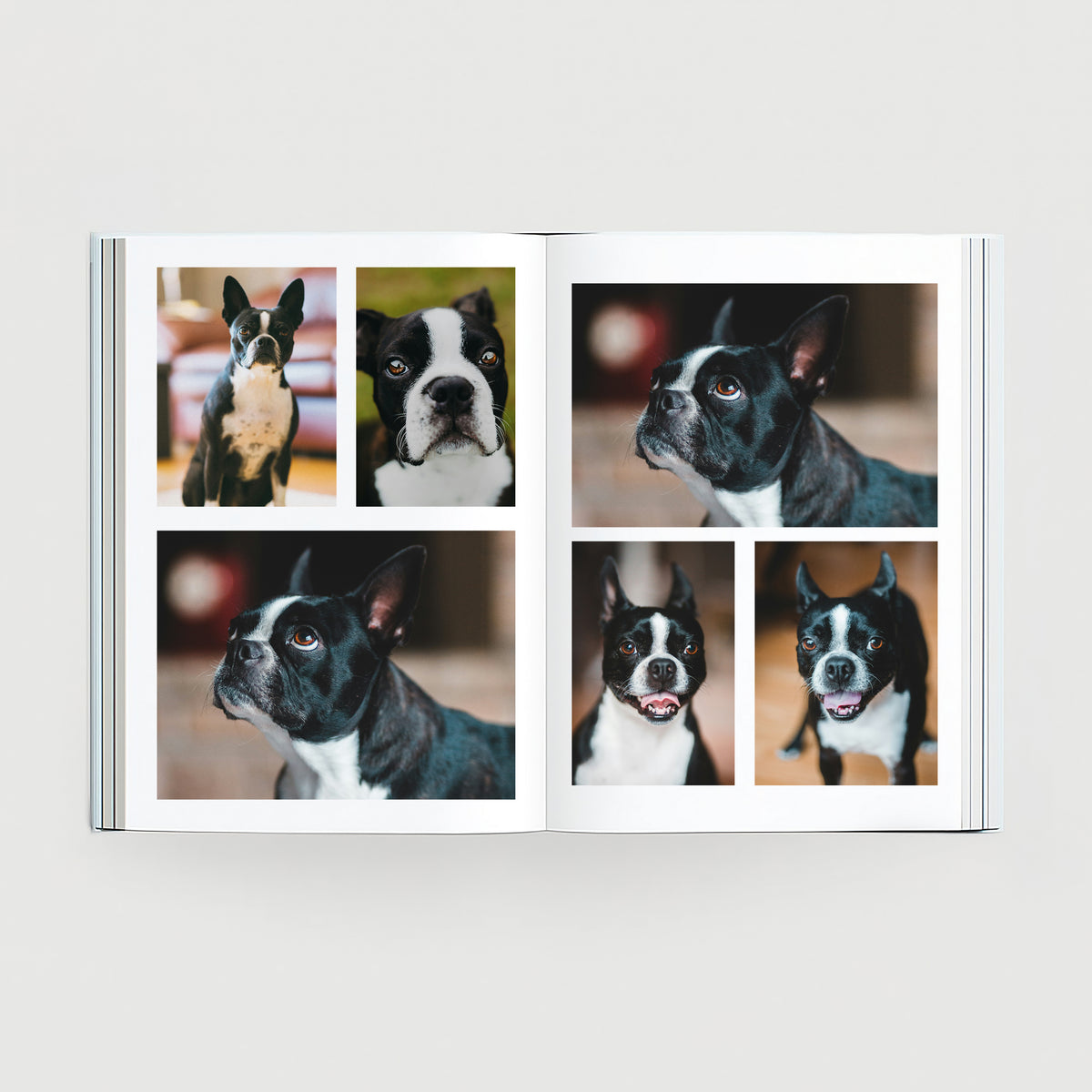 Open personalised pet photo book with printed animal photos and memory pages.